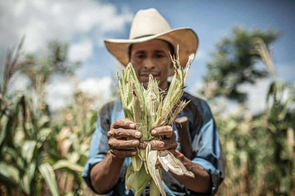 Hombre en maizal sosteniendo mazorcas de maiz