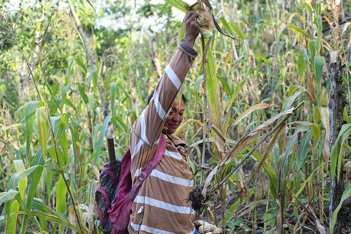 Mujer en el campo cortando plantas de maiz