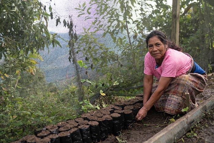 Mujer sembrando brotes de plantas